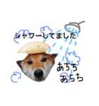 柴犬ゴンぞう（個別スタンプ：19）