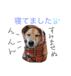 柴犬ゴンぞう（個別スタンプ：20）