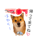 柴犬ゴンぞう（個別スタンプ：21）
