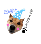 柴犬ゴンぞう（個別スタンプ：22）