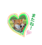 柴犬ゴンぞう（個別スタンプ：23）