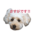 ぶさぷー（個別スタンプ：7）