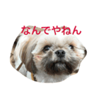 cocker ＆ shih tzu（個別スタンプ：1）