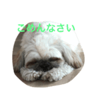 cocker ＆ shih tzu（個別スタンプ：2）