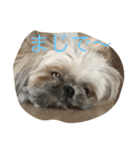 cocker ＆ shih tzu（個別スタンプ：3）