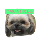 cocker ＆ shih tzu（個別スタンプ：4）