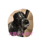 cocker ＆ shih tzu（個別スタンプ：5）