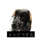 cocker ＆ shih tzu（個別スタンプ：6）
