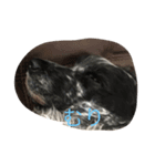cocker ＆ shih tzu（個別スタンプ：7）