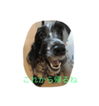 cocker ＆ shih tzu（個別スタンプ：8）