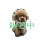 トイくん（個別スタンプ：5）