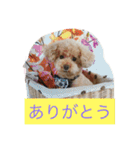 トイくん（個別スタンプ：25）