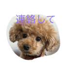 トイくん（個別スタンプ：31）