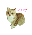 おとなしめ可愛いニャンコ（個別スタンプ：5）