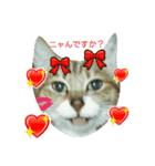 おとなしめ可愛いニャンコ（個別スタンプ：6）