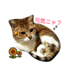 おとなしめ可愛いニャンコ（個別スタンプ：7）