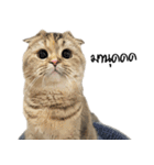 Nong Bena Cat（個別スタンプ：1）