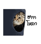 Nong Bena Cat（個別スタンプ：3）