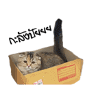 Nong Bena Cat（個別スタンプ：4）