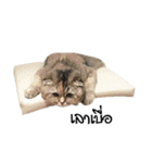 Nong Bena Cat（個別スタンプ：6）
