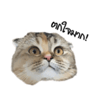 Nong Bena Cat（個別スタンプ：7）