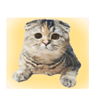 Nong Bena Cat（個別スタンプ：8）