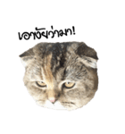 Nong Bena Cat（個別スタンプ：9）