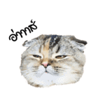 Nong Bena Cat（個別スタンプ：10）