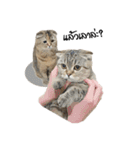 Nong Bena Cat（個別スタンプ：11）