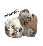 Nong Bena Cat（個別スタンプ：13）