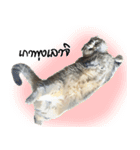 Nong Bena Cat（個別スタンプ：15）