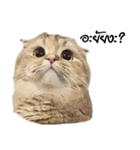 Nong Bena Cat（個別スタンプ：17）
