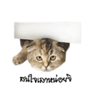 Nong Bena Cat（個別スタンプ：18）