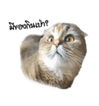 Nong Bena Cat（個別スタンプ：19）