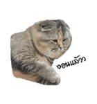 Nong Bena Cat（個別スタンプ：20）