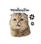 Nong Bena Cat（個別スタンプ：21）