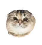 Nong Bena Cat（個別スタンプ：22）