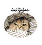 Nong Bena Cat（個別スタンプ：23）