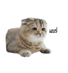 Nong Bena Cat（個別スタンプ：24）