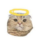 Nong Bena Cat（個別スタンプ：25）