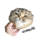 Nong Bena Cat（個別スタンプ：26）