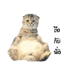 Nong Bena Cat（個別スタンプ：27）