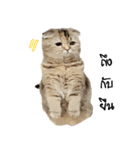 Nong Bena Cat（個別スタンプ：28）