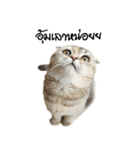Nong Bena Cat（個別スタンプ：29）