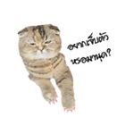 Nong Bena Cat（個別スタンプ：30）