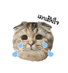 Nong Bena Cat（個別スタンプ：31）