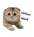 Nong Bena Cat（個別スタンプ：32）
