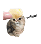 Nong Bena Cat（個別スタンプ：33）