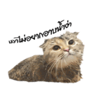 Nong Bena Cat（個別スタンプ：34）
