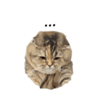 Nong Bena Cat（個別スタンプ：35）